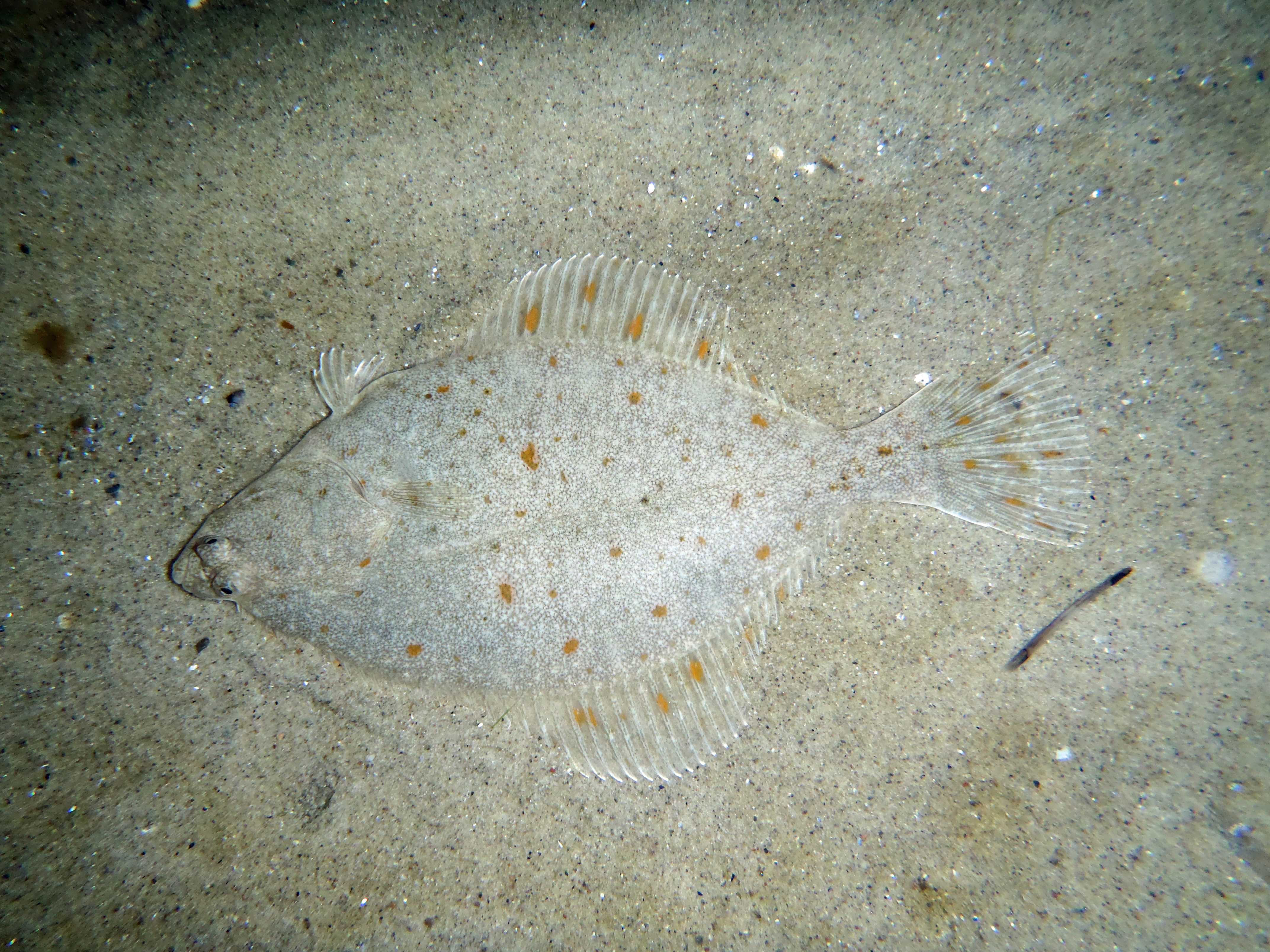 Skrubbe Image
